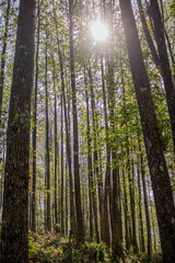 Obraz premium Árboles del bosque y vegetación de bosques de niebla