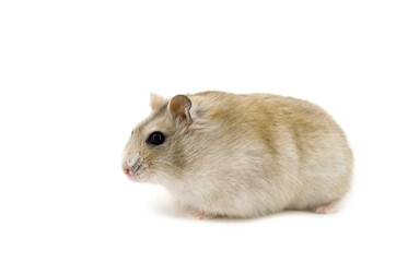 Russian hamster white background
