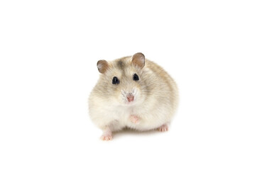 Russian hamster white background
