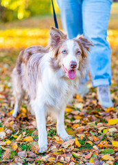 Woman walks with young border collie dog at sunny autumn park