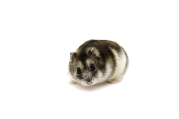 Russian hamster white background
