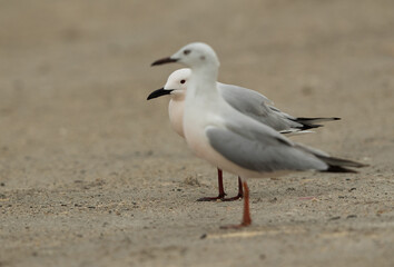 Selective focus on the Sender-billed seagull in the back at Busaiteen coas of Bahrain