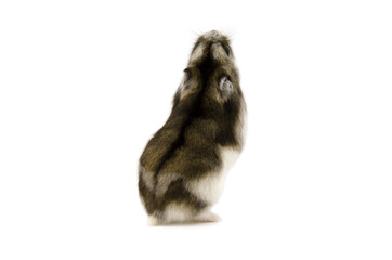 Russian hamster white background