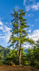 Fototapeta premium tree in the forest near tigers nest, bhutan