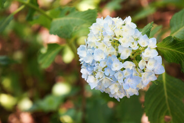 淡い水色の紫陽花（アジサイ）