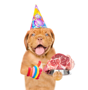 Puppy wering party cap holds bowl of raw meat. isolated on white background
