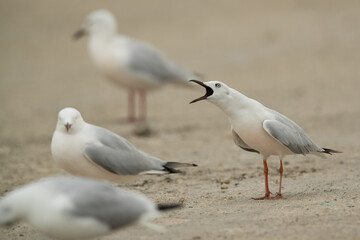 Obraz premium Sender-billed seagull calling at Busaiteen coast, Bahrain