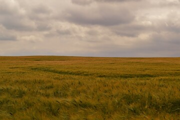 Obraz premium wheat field and sky
