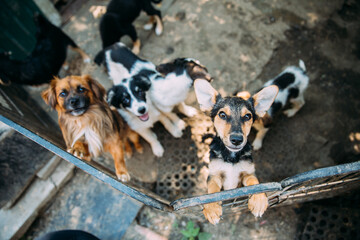 Beautiful puppies waiting to be adopted at a shelter