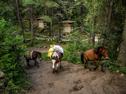 horses carrying goods up into the mountains near the Tigers Nest in Bhutan