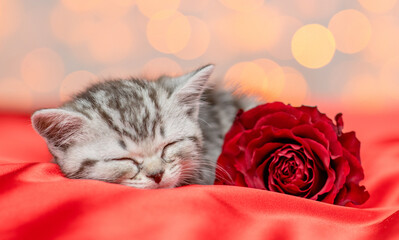 Tabby kitten sleeps with red  rose on satin bedding with festive background. Valentines day concept