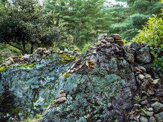 moss on the rocks in Bhutan