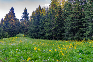 Fototapeta premium Karadeniz bölgesinde Bartin ilinde yaylalar, otlar, hayvanlar.