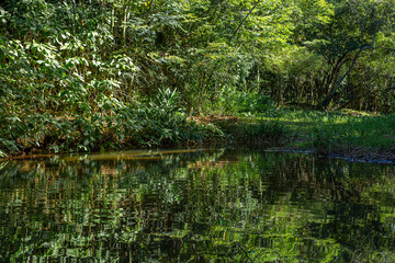 Lago natural verde tranquilo en una mañana fresca en salto pa´i colonia independencia paraguay