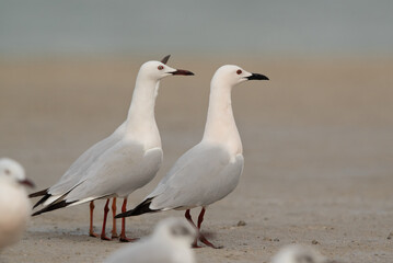 Fototapeta premium Sender-billed seagull in breeding plumage at Busaiteen coast, Bahrain