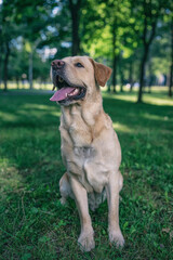 Portrait of a young handsome labrador retriever in a summer park.