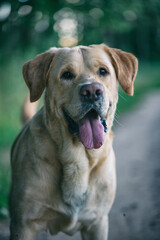 Portrait of a young handsome labrador retriever in a summer park.