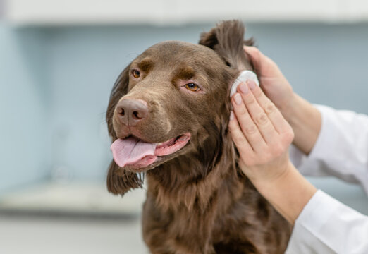 Vet cleaning dogs ear at vet clinic