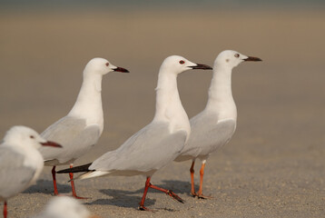 Obraz premium Sender-billed seagull in breeding plumage at Busaiteen coast, Bahrain
