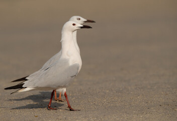A pair of Sender-billed seagulls in breeding plumage at Busaiteen coast, Bahrain