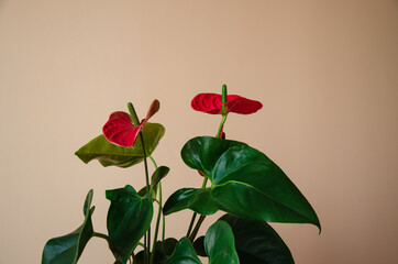 Red Anthurium flowers with green leaves close up natural background