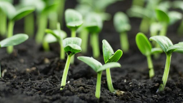 Growing plants in spring timelapse, sprouts germination newborn Cucumber plant in greenhouse agriculture