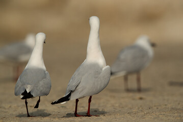 Sender-billed seagulls in breeding plumage looking in opposite direction at Busaiteen coast, Bahrain