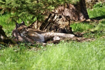 Luchs