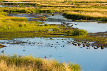 Hiller Torfmoor, Gemeinde Hille, Norddeutschland