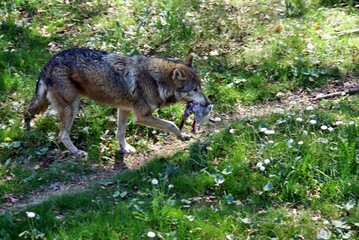 Fototapeta premium Wolf