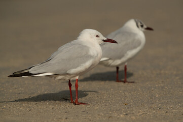 Sender-billed seagull and a black-headed gull in breeding plumage at Busaiteen coast, Bahrain