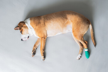 Dog lays on the side with leg in medical bandage. Wounded pets, trauma, hurt paw, veterinary...