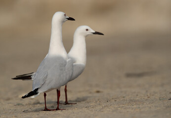Fototapeta na wymiar A pair of Sender-billed seagulls in breeding plumage at Busaiteen coast, Bahrain