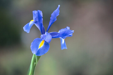 Iris xiphium. Spanish Iris