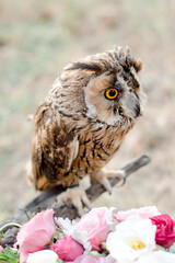 Portrait of little  owl in the forest