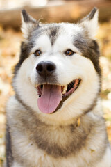Portrait of a dog in park
