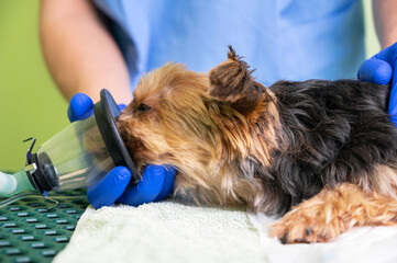 Preoxygenation technique in dog with oxygen mask. Veterinary Doctor prepares dog for anesthesia....