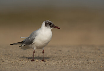 Black-headed gull at Busaiteen coast, Bahrain