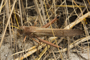 brown grashopper seen close to Itacambira in Minas Gerais, Brazil