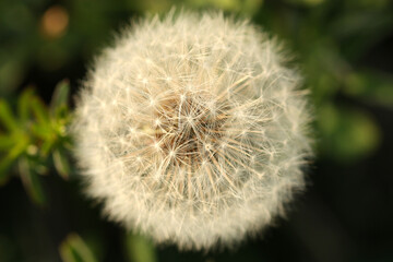 Dry dandelion flower seeds close up