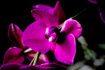 Orqu&iacute;dea fucsia