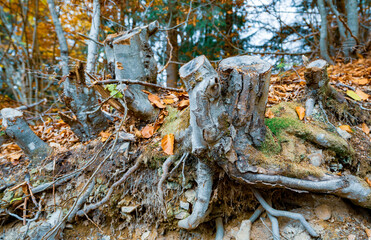 Old tree stump sprinkled with fallen leaves in the autumn forest