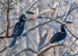 couple of malabar pied hornbills sitting on branch at yala national park in february 20201