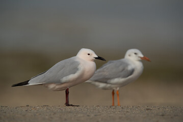 Sender-billed seagulls at Busaiteen coast, Bahrain