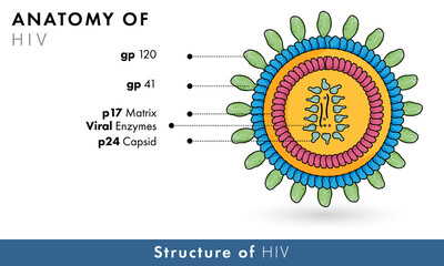 Biomedical illustration of human immune deficiency virus or HIV retro virus causes aids showing: gp 120 & 41. 