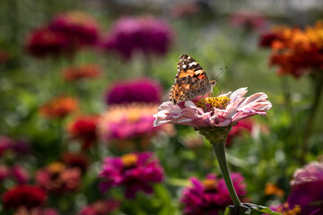 Vanessa cardui butterfly in flowers macro insect nature close up summer