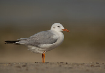 Portrait of a Sender-billed seagull at Busaiteen coast, Bahrain