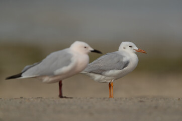 Fototapeta na wymiar Selective focus on back. Sender-billed seagulls at Busaiteen coast, Bahrain
