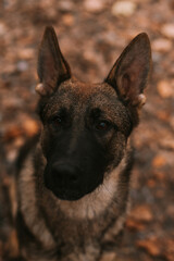 Portrait of a dog in park