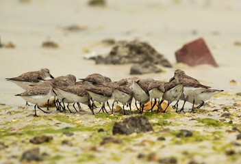 A flock of Dunlins feeding at Busaiteen coast, Bahrain